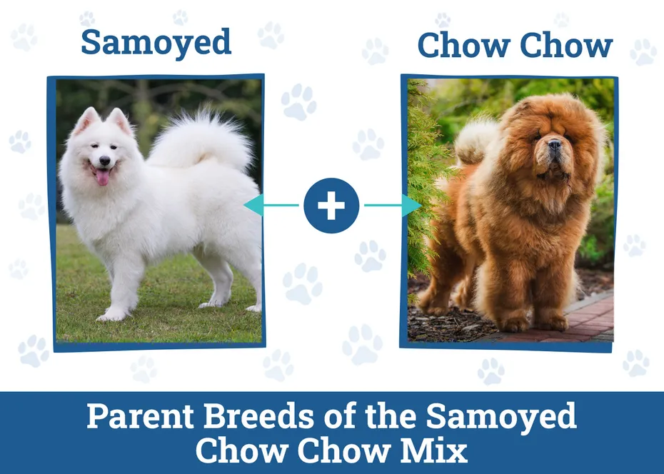 Parent Breeds of the Samoyed Chow Chow Mix