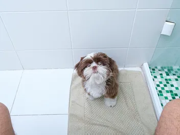Why Do Dogs Follow You to the Bathroom? 10 Vet-Verified Reasons
