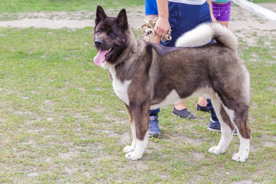 a domestic pet of the American Akita breed, brown color outdoors next to the owner and people in the park for a walk on a leash