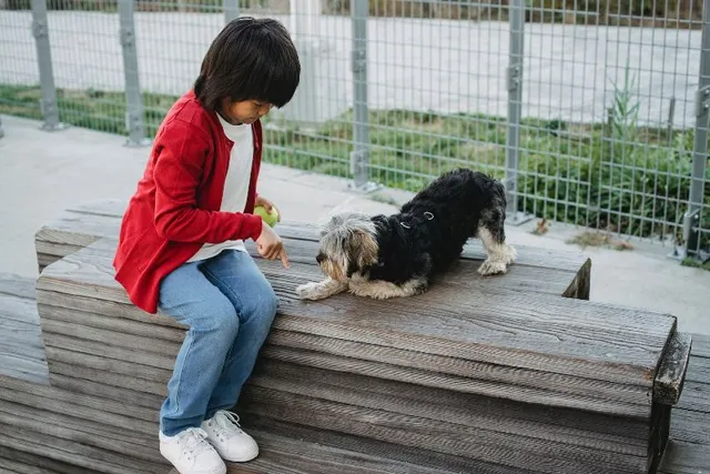 Dog Platform Training: Interesting Facts & Vet-Verified Tips