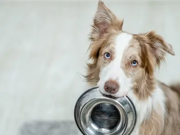 How Long Can Wet Dog Food Sit Out Until It Goes Bad? Vet-Approved Facts & FAQ