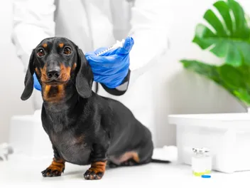Lepto Vaccine for Dogs: What to Know & Side Effects (Vet Answer)