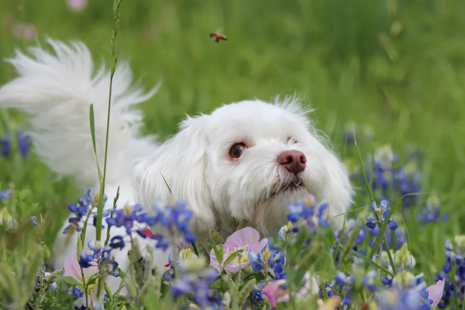 Dog with bee outside