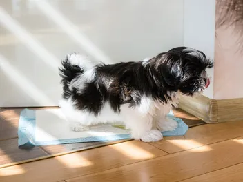 How to Potty Train a Shih Tzu: 10 Vet-Approved Tips (With Video)