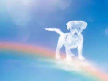 What Is the Rainbow Bridge? The Incredible Story Behind the Poem