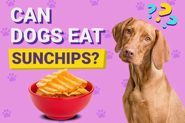 Can Dogs Eat Sunchips? Vet-Verified Nutrition Facts & Alternatives