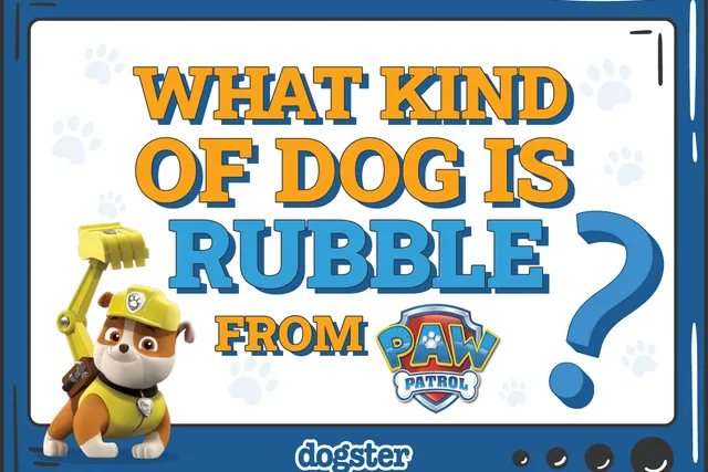 What Kind of Dog Is Rubble on Paw Patrol? Cartoon Dogs Presented