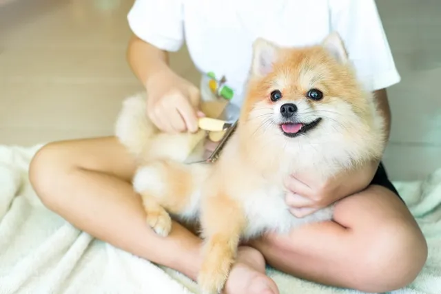 How to Brush Your Dog's Hair: 9 Vet-Approved Tips