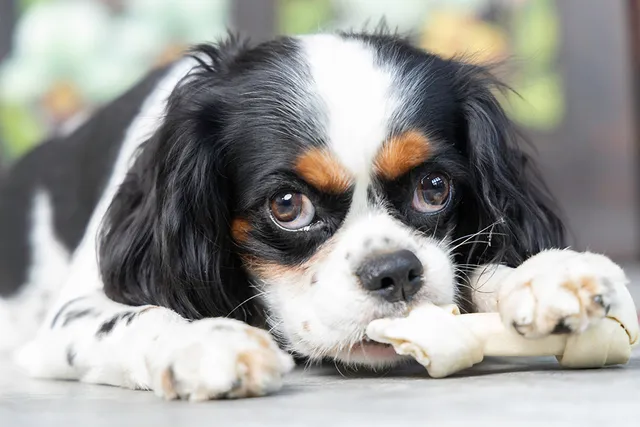 How Much Does a Cavalier King Charles Spaniel Eat in a Day? Our Vet Explains