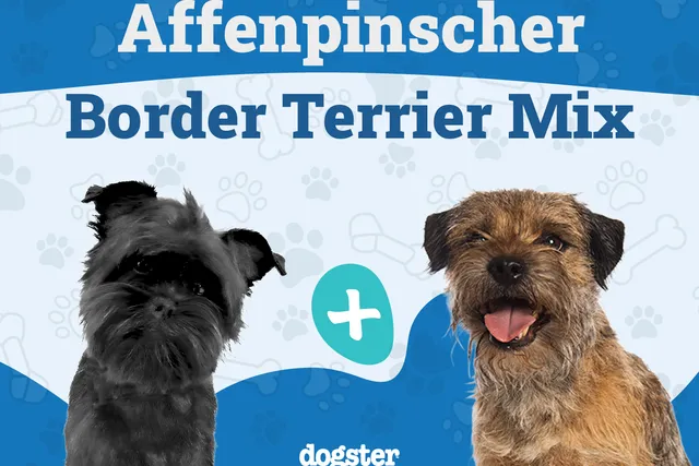 Affen Terrier Dog Breed: Info, Pictures, Care Guide & More