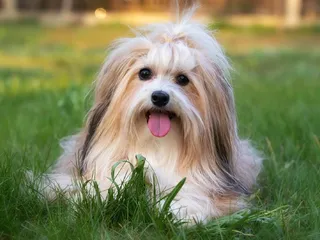 Do Havanese Bark a Lot? How Much & How to Stop It