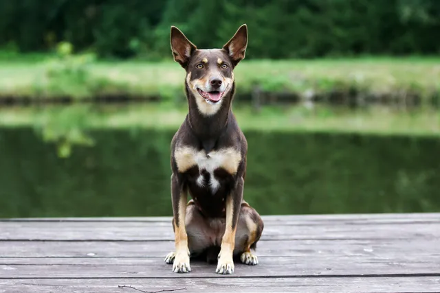 Australian Kelpie Dog Breed: Info, Pictures, Traits & History
