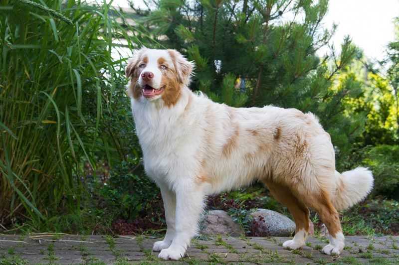 red merle australian shepherd dog standing outdoor