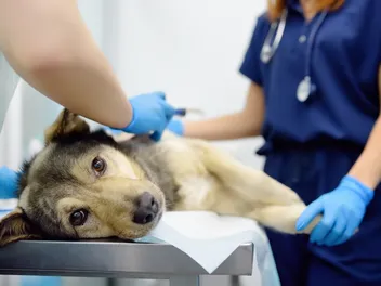 Stelfonta For Dogs: Our Vet Explains the Dosage, Usage & Treaments