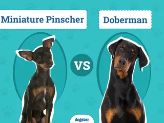 Miniature Pinscher vs Doberman: Key Differences (With Pictures)