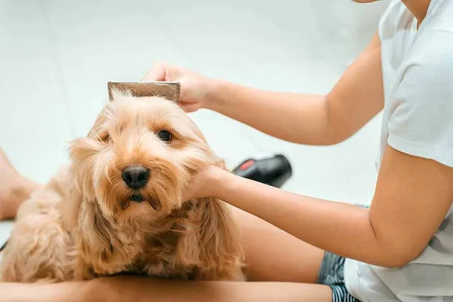 How Much Do Cocker Spaniels Shed? Facts & Care Tips
