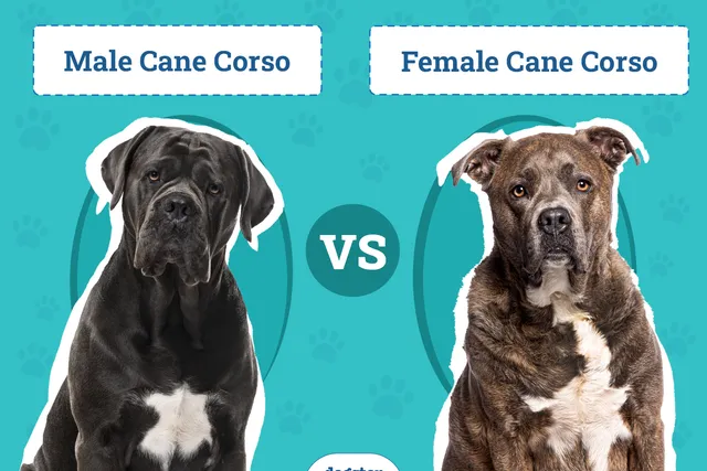 Male vs. Female Cane Corso: The Differences (With Pictures)