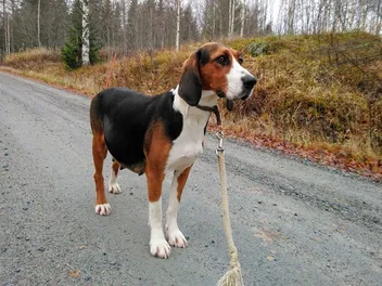 Finnish Hound Dog Breed: Info, Pictures, Care & More