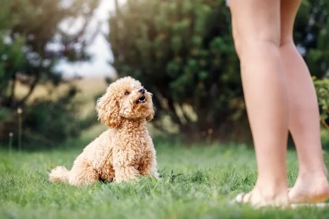How to Teach Your Dog to Sit - Our Vet’s Recommended Steps