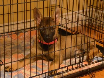 7 Best Crates for Puppies in 2026 - Reviews & Top Picks