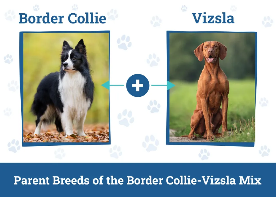Parent Breeds of the Border Collie-Vizsla Mix