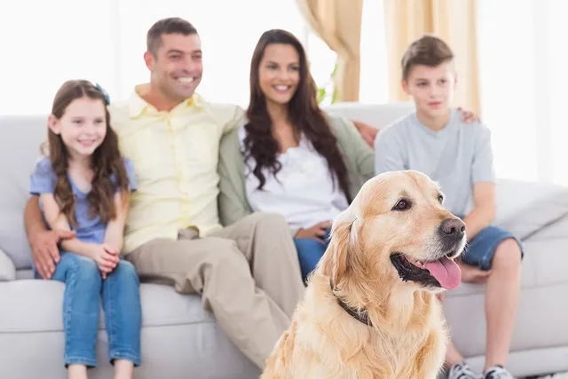 15 Awesome Golden Retriever Movies to Watch Today