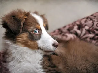 Dog Whale Eyes: Canine Body Language Explained