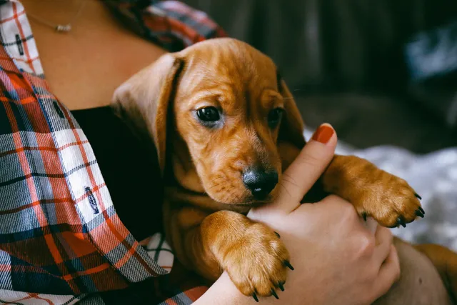 10 Vet-Verified Reasons Not to Get a Puppy: Important Things to Consider