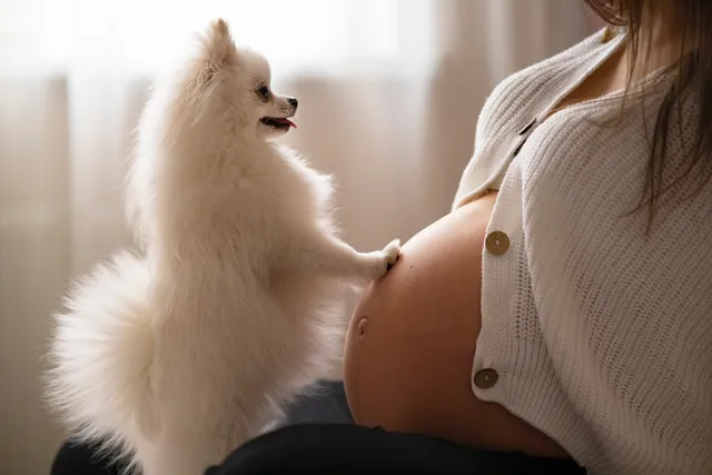 Can Dogs Sense Pregnancy? What the Science Tells Us (Vet-Verified)