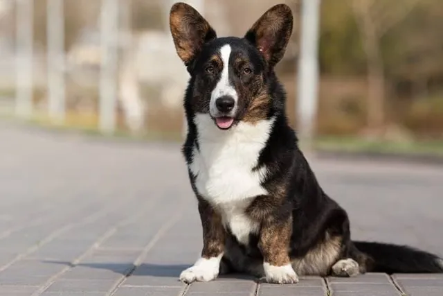 Cardigan Welsh Corgi Dog Breed: Info, Pictures, History & More