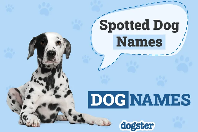 100 Spotted Dog Names for Your Multicolored Pup