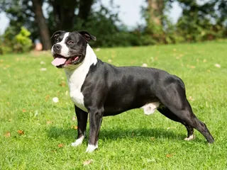 21 American Dog Breeds: Info, Pictures & Origin