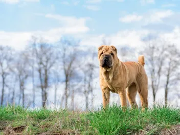 4 Great Off-Leash Dog Parks in Spokane, WA You Can Visit Today