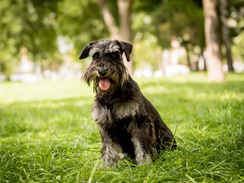 How Much Do Miniature Schnauzers Shed? Vet-Verified Coat Types, Tips & FAQ