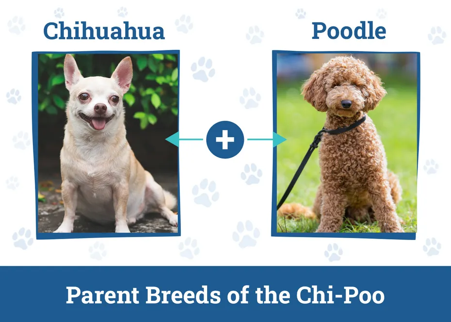 Parent Breeds of the Chi-Poo