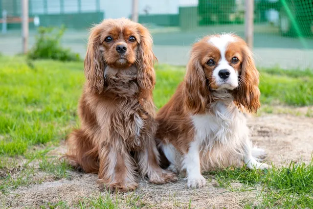Can Two Male Dogs Get Along? 5 Vet-Verified Tips For Living With Them Both