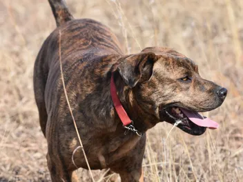 Mountain Cur Dog Breed: Info, Pictures, Traits & More