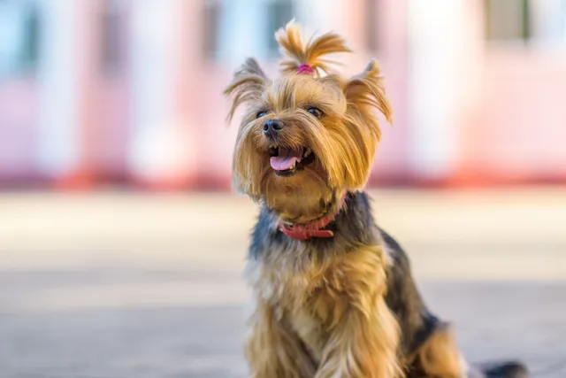 Do Yorkshire Terriers Shed? Vet-Verified Health Facts & Care Tips
