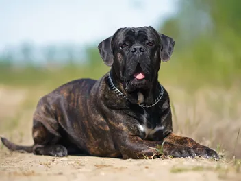 Brindle Cane Corso: Facts, Origin & History (With Pictures)