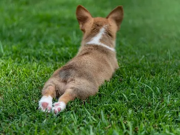 Why Does My Corgi Sploot So Much? Vet-Verified Facts & FAQ