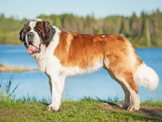 Saint Bernard Dog Breed: Info, Pictures, Facts & Traits