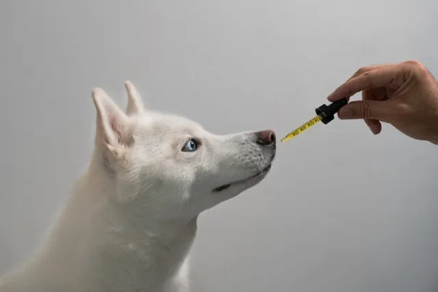 Hemp Oil for Dogs: Vet-Reviewed Benefits & Uses