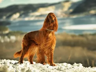 Irish Setter Dog Breed: Info, Pictures, Care & More