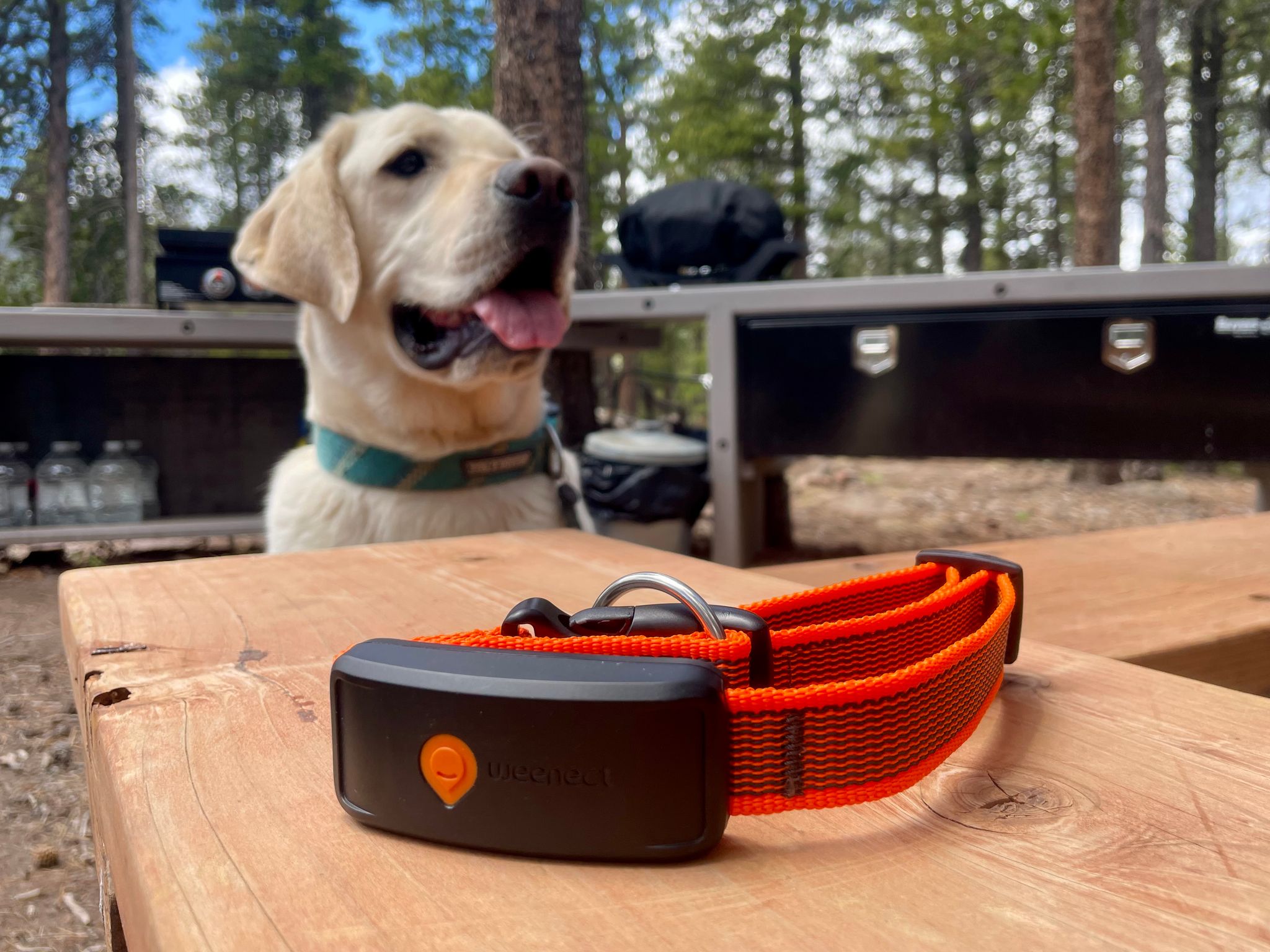 Weenect GPS tracker on an orange collar with a dog in the background