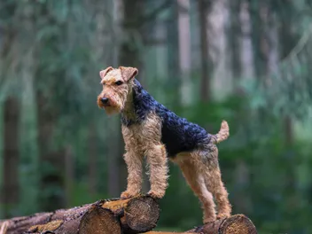 Welsh Terrier Dog: Breed Info, Pictures, Temperament & Traits