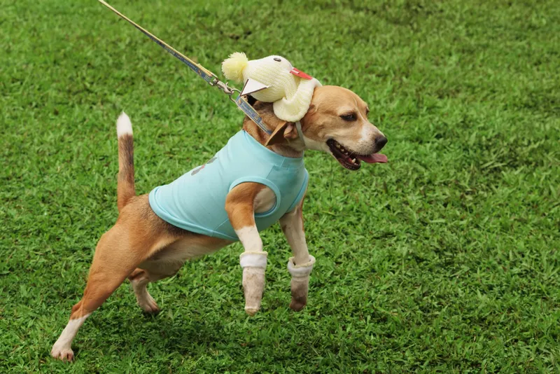 dog tugging at its leash