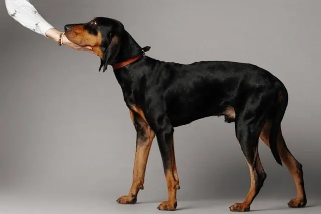 Black and Tan Coonhound: Breed Info, Pictures, Traits & Care