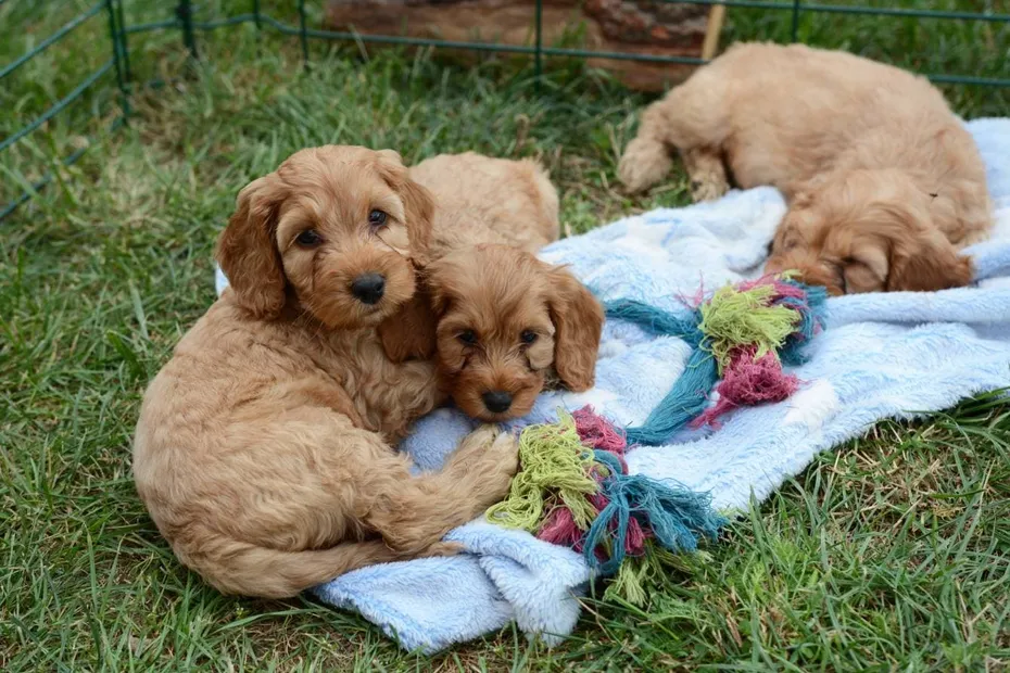 Cockapoos