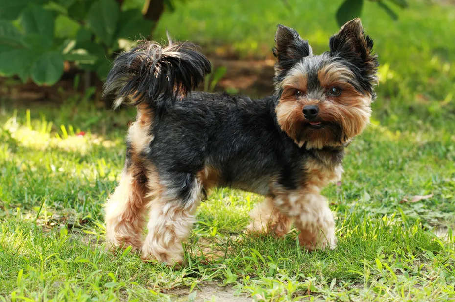 Yorkshire Terrier dog standing outdoor