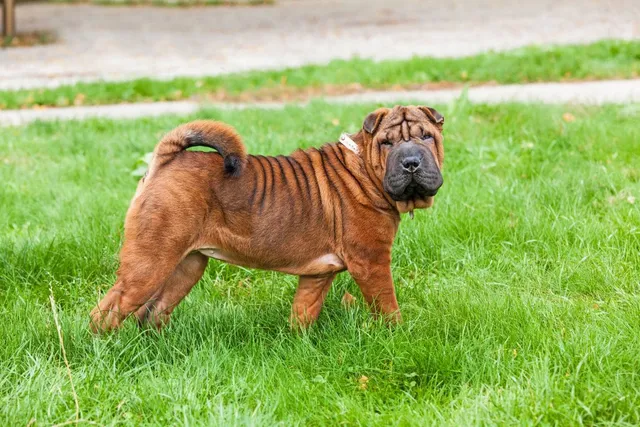 Chow Pei (Shar Pei & Chow Chow Mix): Info, Pictures, Care & More